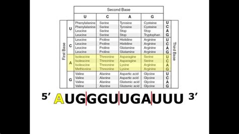 Translating mRNA with a Codon Chart - YouTube