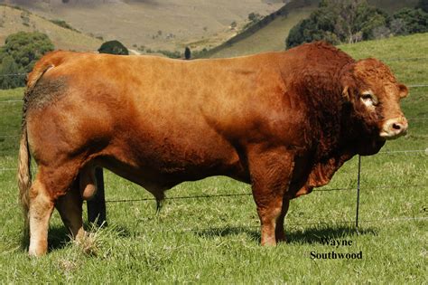 Breeder of champion Limousin blood-lines - Animals you can trust ...