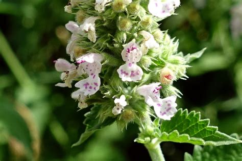 Nepeta cataria - Wildflowers of the National Capital Region