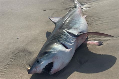 Dead Baby Great White Shark Washes Up On Long Island Beach - Newsweek