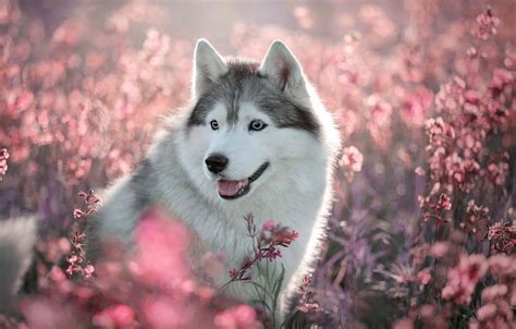 Share 78+ husky wallpaper super hot - vova.edu.vn