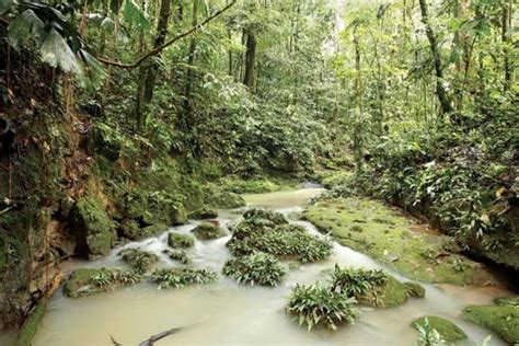 Amazon Rainforest | Plants, Animals, Climate, & Deforestation ...