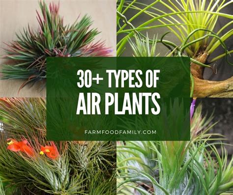 Aerial Plants Examples