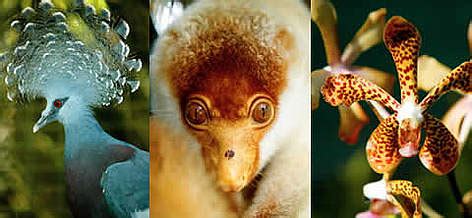 New Guinea animals and plants | WWF