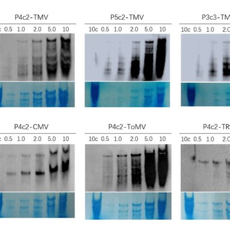 Detection of different viral hmwRNAs using new Northern blot protocol.... | Download Scientific ...