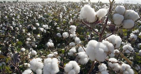 Everything you wanted to know about growing cotton