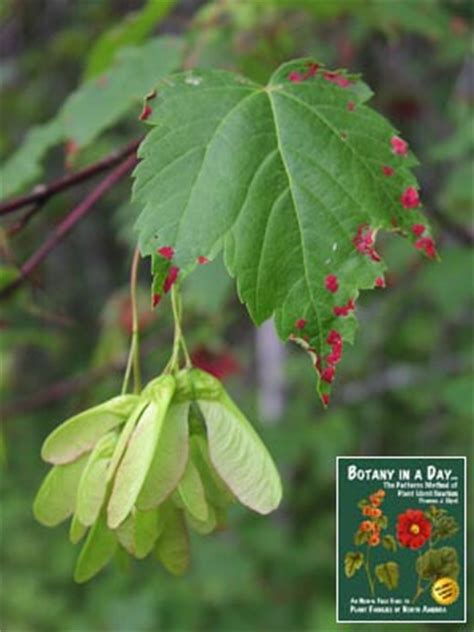 Aceraceae: Maple Family. Identify plants, flowers, shrubs and trees.