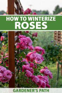 How to Winterize Roses | Gardener’s Path