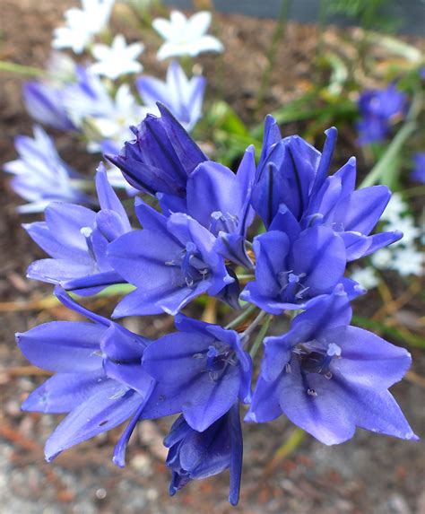 My Blue Heaven: 7 Favorite Bulbs to Plant Now for Blue Flowers in the ...