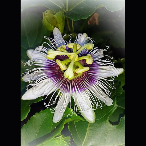 Passiflora foetida | Flowers, Fish pet, Plants