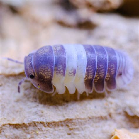 Isopods for Sale | Beautiful bugs, Cool bugs, Cool insects