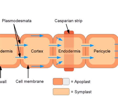 Difference Between Apoplast and Symplast | Definition, Process, Characteristics