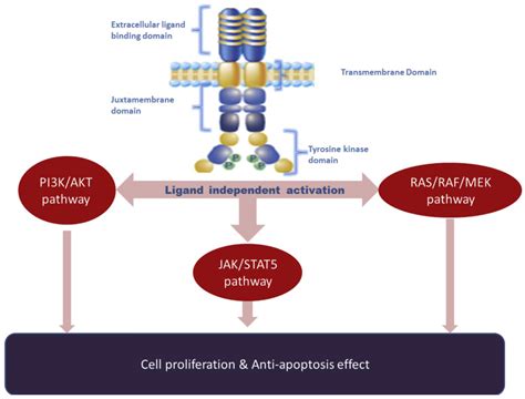 Cells | Free Full-Text | Targeting FLT3 Mutations in Acute Myeloid Leukemia