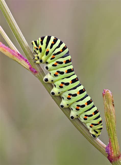 swallowtail-caterpillar-by-julian-dowding - Greenwings Wildlife Holidays