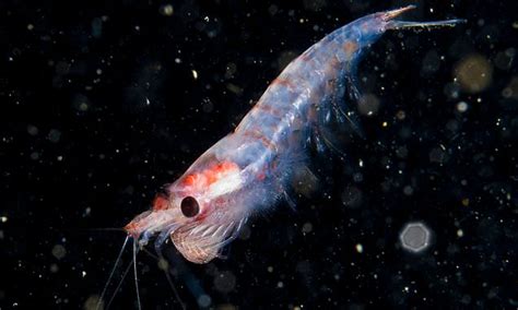 Krill are swarming towards the Antarctic because of global warming ...