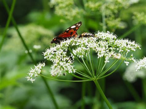 Yellow Assassin Bug with orange Butterfly Larvae HD wallpaper ...