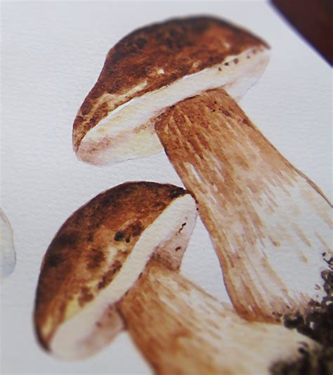 Watercolor Mushrooms on Behance