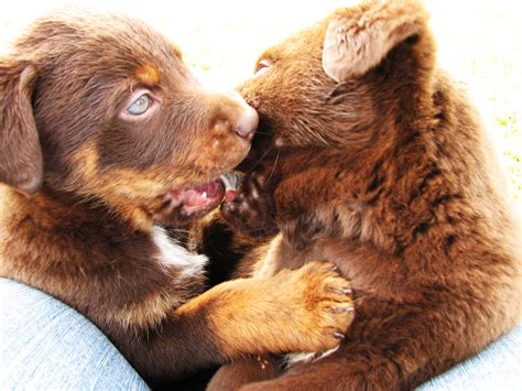 NomNom | Labrador cross Cattle Dog puppies - 6 weeks old Any… | Flickr