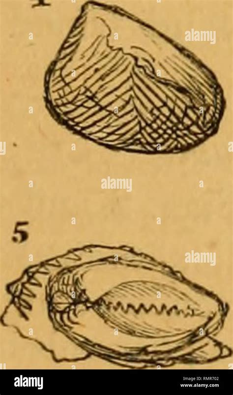 Cyclostomata Fossil