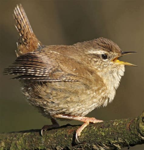 WREN.The Wren is instantly recognisable as a tiny warm-brown bird with ...