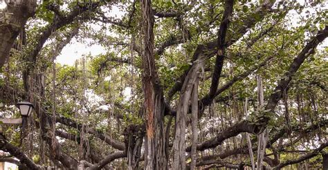 The historic banyan tree in Maui (+ update after the wildfires ...