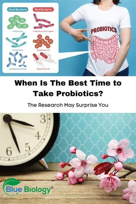 Best Time to Take Probiotics