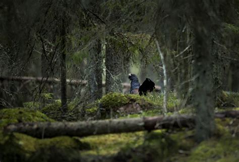 11 incredible images of Sweden’s wildlife — WildSweden - wildlife adventures in Sweden