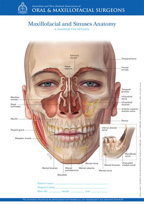 Normal Anatomy of Maxillofacial and Sinuses – Mi-tec Medical Publishing