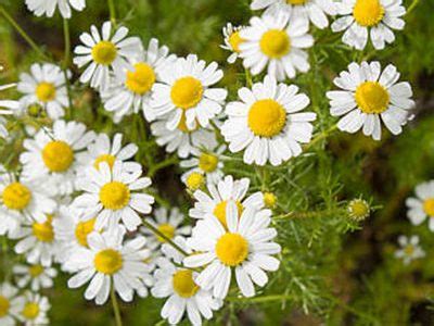 Chamomile Flowers – Riddhifood