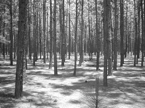 Pine tree forest - outside of Southern Pines, NC | Southern pine, Pine ...