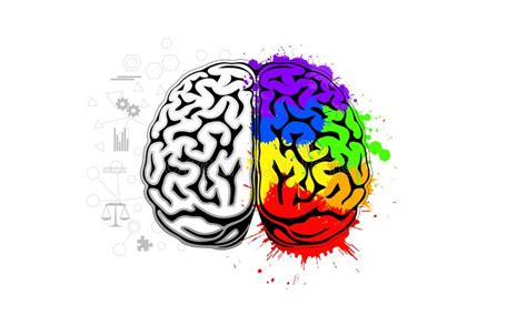 Human Brain Illustration for Depicting Creativity and Logic Concept Stock Illustration ...