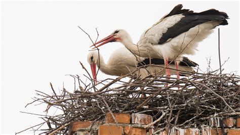 Where Does The Myth Of Storks Delivering Babies Come From?