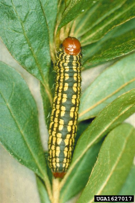 Azalea Caterpillars: Identification and Control of Caterpillars That ...