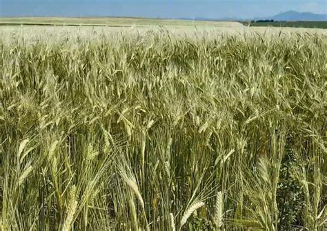 MSU Introduces Two New Winter Wheat Varieties | Northern Ag Network