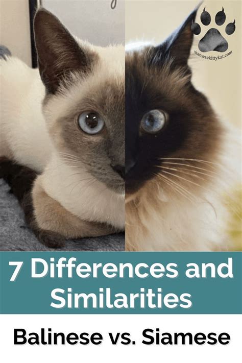 Balinese vs. Siamese: 7 Differences and Similarities | Siamese cats, Cat breeds, Balinese cat