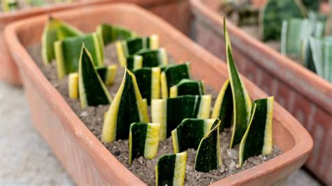 Sansevieria Care Guide: How to Grow and Care for Snake Plant