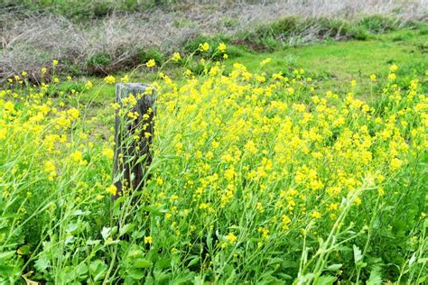 Goldenrod Flowers stock photo. Image of parish, rural - 107128270