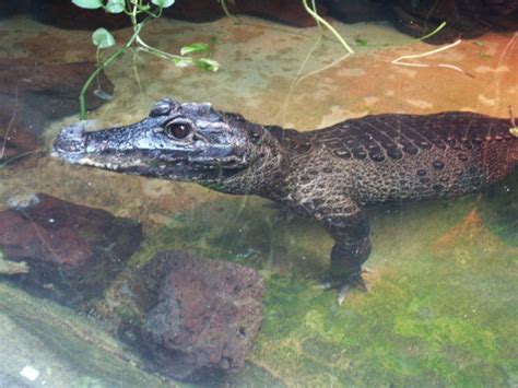 Dwarf Crocodile Facts and Pictures | Reptile Fact