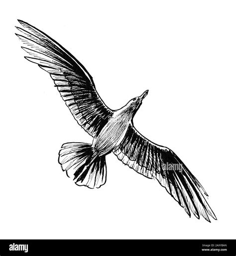 Flying seagull bird. Ink black and white drawing Stock Photo - Alamy