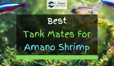 13 Best Amano Shrimp Tank Mates (With Pictures) | Aqua Movement