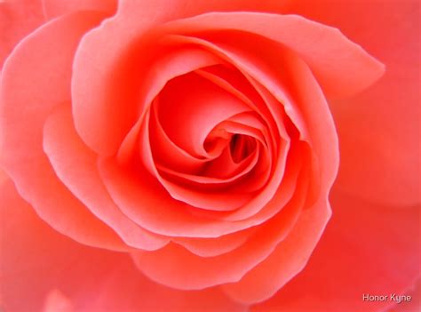 "Coral Rose" by Honor Kyne | Redbubble