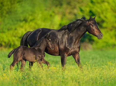 Breeding - HorseForce