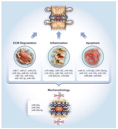 IJMS | Free Full-Text | MicroRNAs in Intervertebral Disc Degeneration, Apoptosis, Inflammation ...