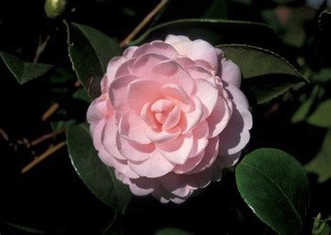 Why is Alabama's state flower the camellia? - al.com