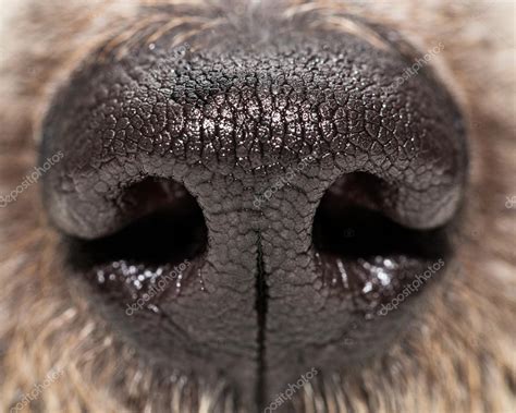 Dog nose texture | Dog nose texture — Stock Photo © adogslifephoto #107544932