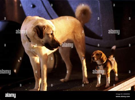 Lou cats and dogs hi-res stock photography and images - Alamy