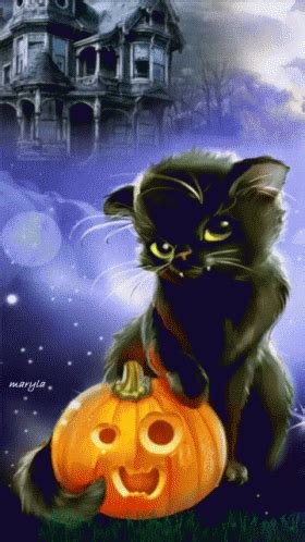 Cat Pumpkin GIF - Cat Pumpkin Fantasy - Discover & Share GIFs Halloween ...