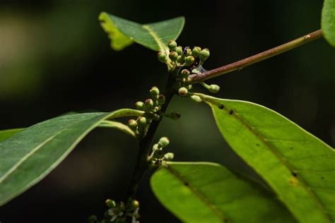 Small holly tree lost for 186 years found in patch of forest in Brazil