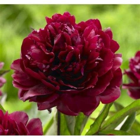 Heirloom Dark Red Middle Peony Tree Flower 5 Seeds / Pack Strong Fragrant Flower - Seeds