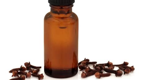 Clove oil uses, Where to buy clove oil, Clove oil side effects - Astha or Adhyatm™ Astrology ...